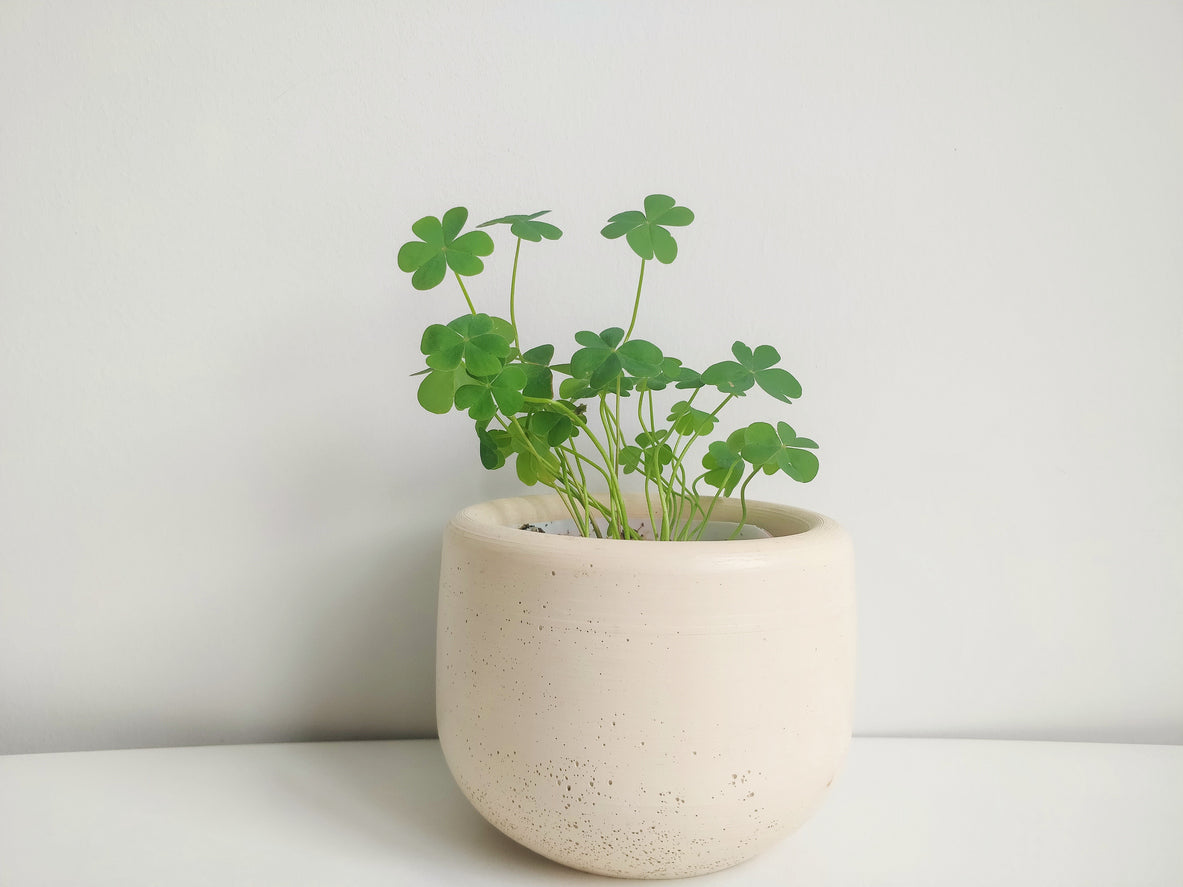 beautiful shamrock plant in white house pot