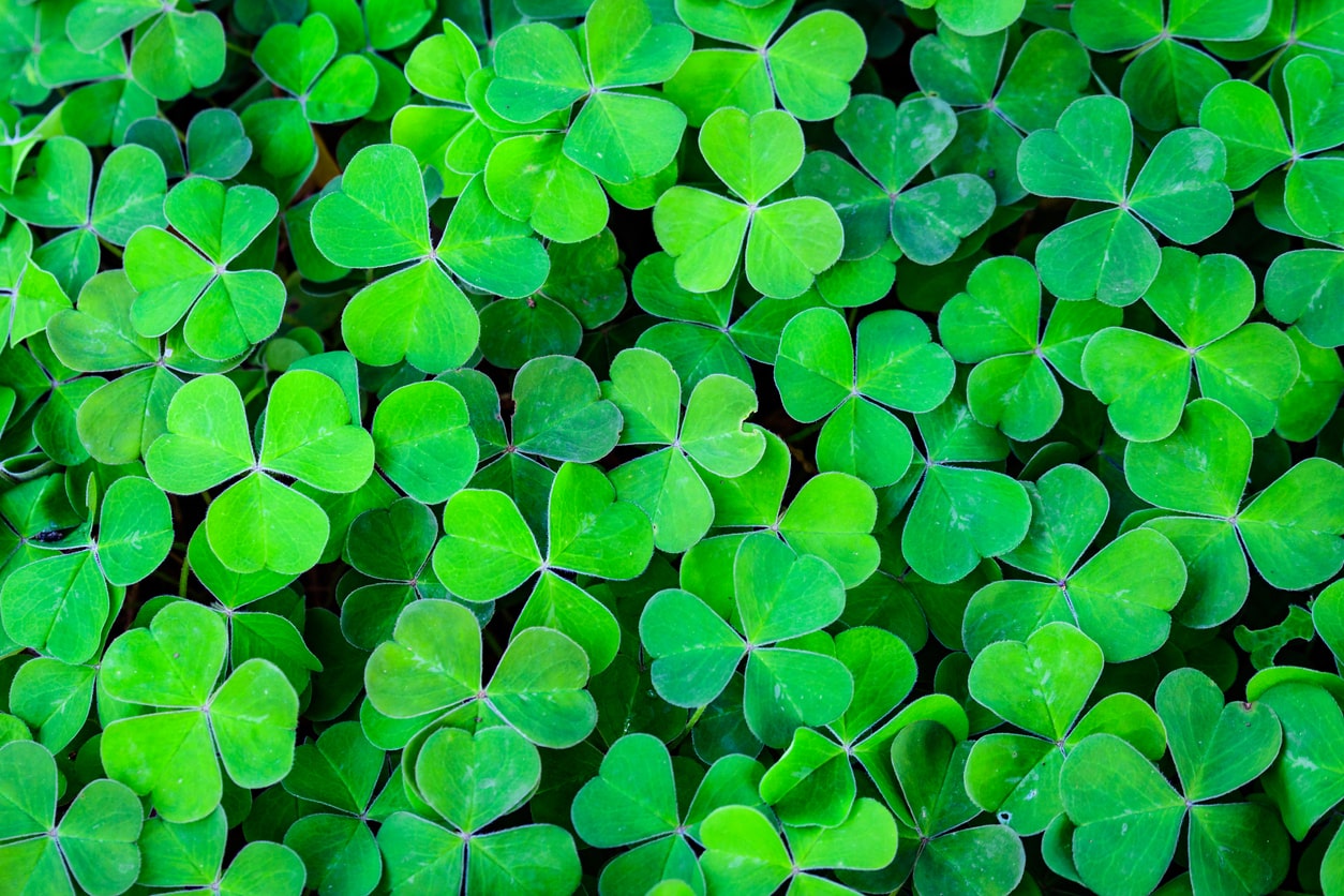 image of three leaf irish shamrocks